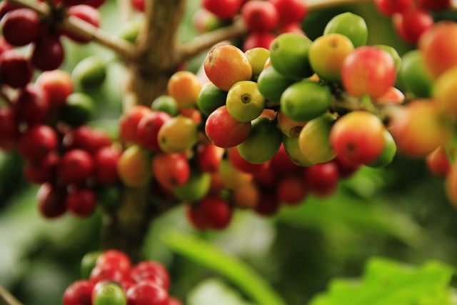 coffee plant